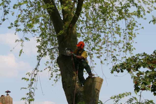 bomen rooien hovenier Oosterhof oosterbeek Oostendorp Oosteneinde Oostensdorp oolde Ooij Ommerenveld Ommeren Oldebroek Olburgen Oensel Oeken Ochten Nunspeet Nude Noordink Noord-empe